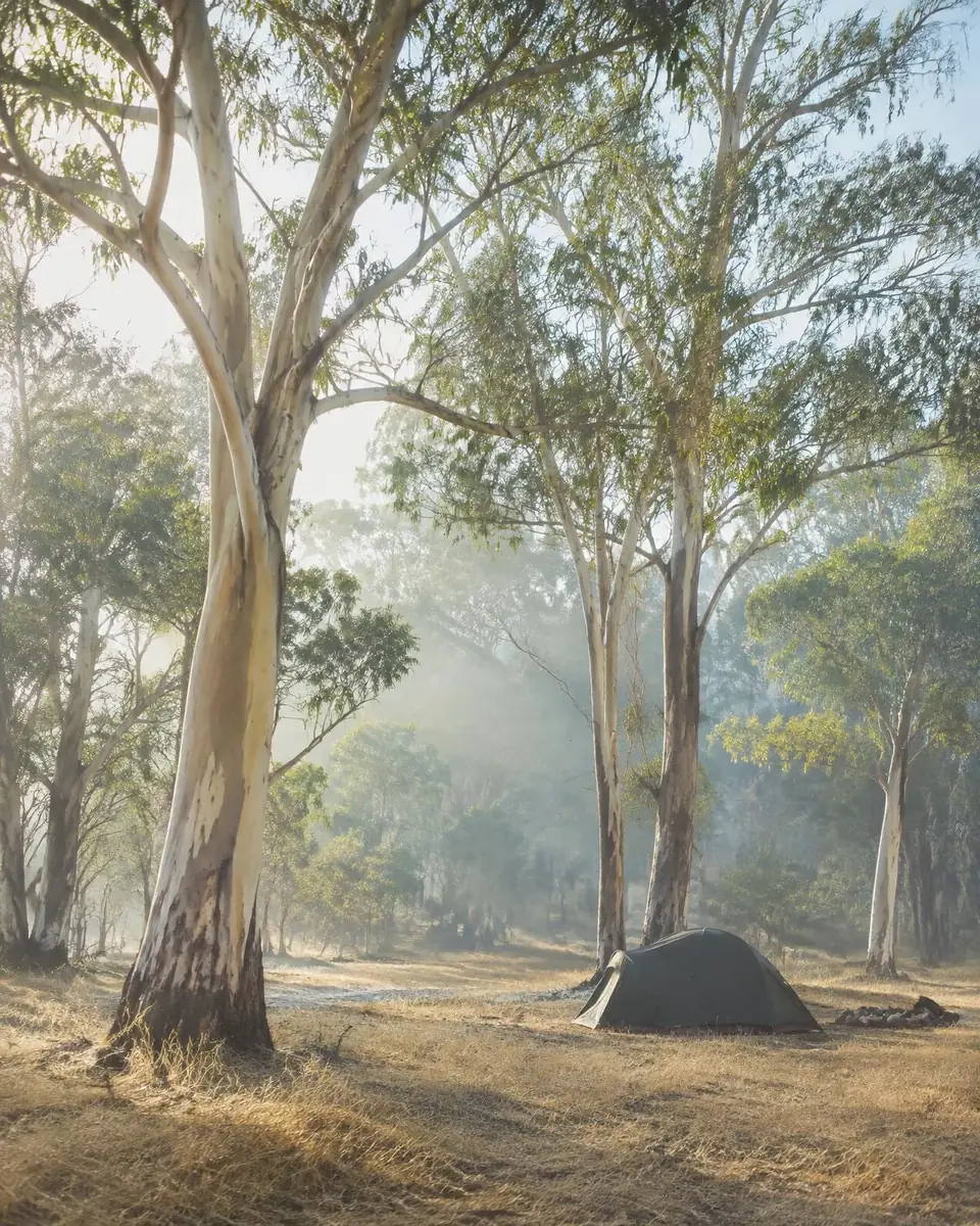 Morning light through tall eucalyptus trees at a quiet bush campsite
